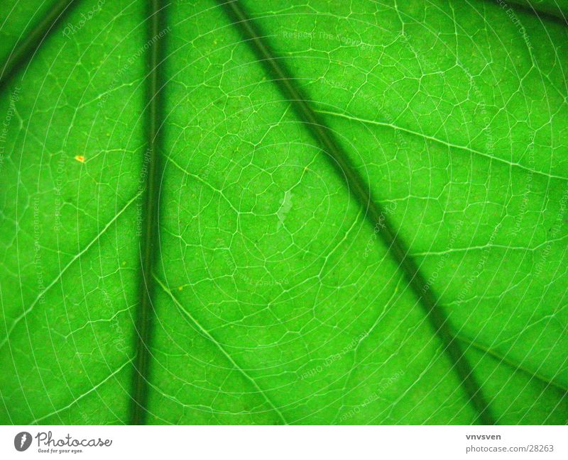 it greenens so greenly Leaf Green Vessel Plant Close-up Structures and shapes