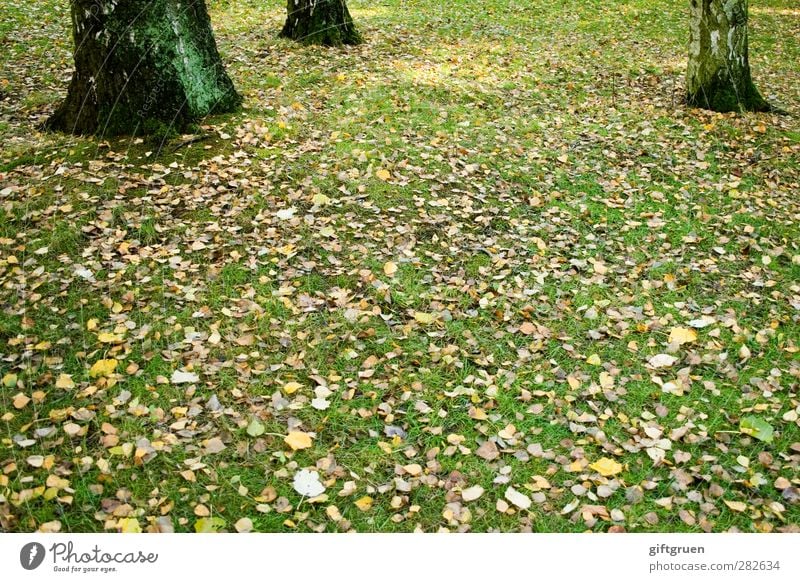 Indian summer Environment Nature Plant Autumn Beautiful weather Tree Grass Leaf Foliage plant Meadow Lie Autumnal Multicoloured To fall Tree trunk Sunlight