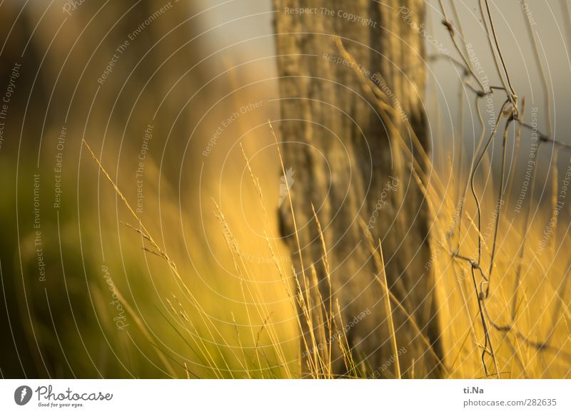 where the grass grows Environment Animal Summer Autumn Plant Grass Bushes Growth Natural Wild Brown Yellow Gray Green Fence Fence post Wire fence Colour photo