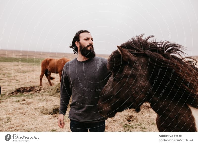 Man stroking icelandic wild horse Stroke Horse Iceland caring breeding Large-scale holdings Agriculture Caress Landscape Emotions Affection Touch Love Nature