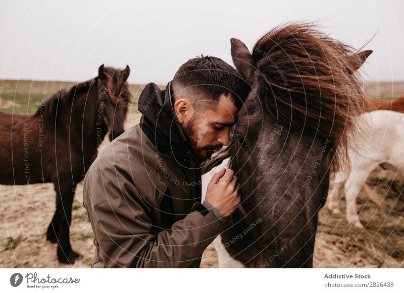 Man leaning on horse Stroke Horse Iceland tenderness caring breeding Landscape Agriculture Caress Emotions Affection Touch Love Large-scale holdings Nature