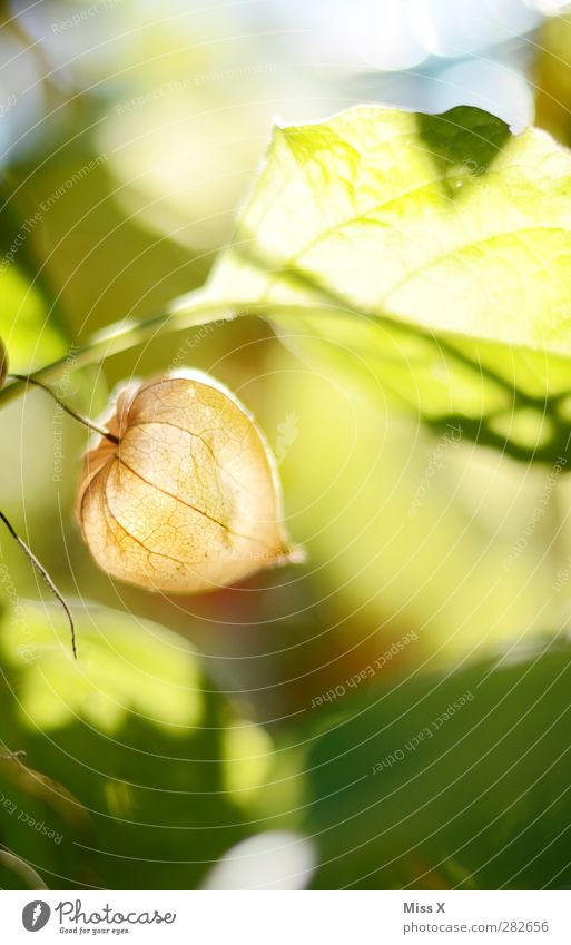 lantern Nature Autumn - a Royalty Free Stock Photo from Photocase