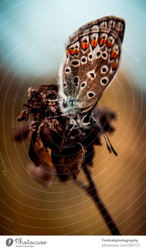 The Butterfly Animal Wild animal 1 Multicoloured Macro (Extreme close-up) Insect Nature Colour photo Deserted Day Deep depth of field Animal portrait Forward