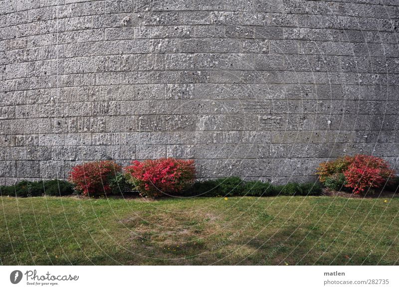 flush Grass Bushes Deserted Manmade structures Wall (barrier) Wall (building) Facade Stone Gray Green Red Shame arched Colour photo Exterior shot