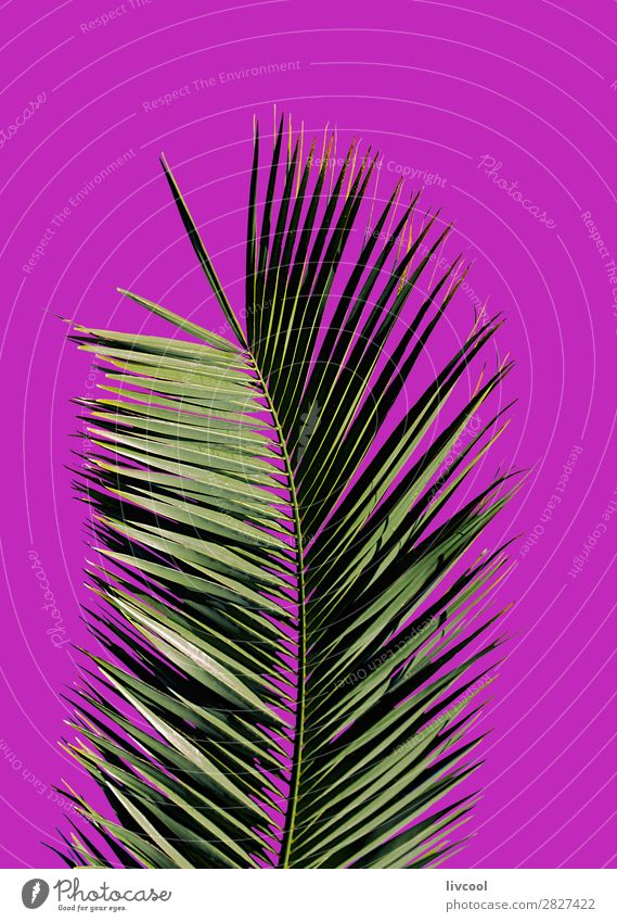 palm tree on purple background Lifestyle Style Summer Nature Plant Elements Tree Leaf Garden Fashion Authentic Exceptional Cool (slang) Beautiful Uniqueness