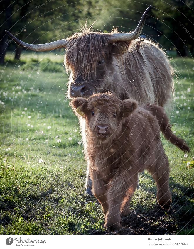 Highlanders Animal Farm animal Cute Moody Love of animals Keeping of animals Calf Bushy Colour photo Exterior shot Twilight Silhouette Animal portrait