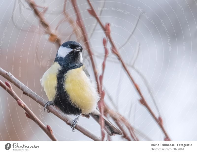 Great tit in a tree Nature Animal Sunlight Beautiful weather Tree Twigs and branches Wild animal Bird Animal face Wing Claw Tit mouse Feather Beak Eyes 1