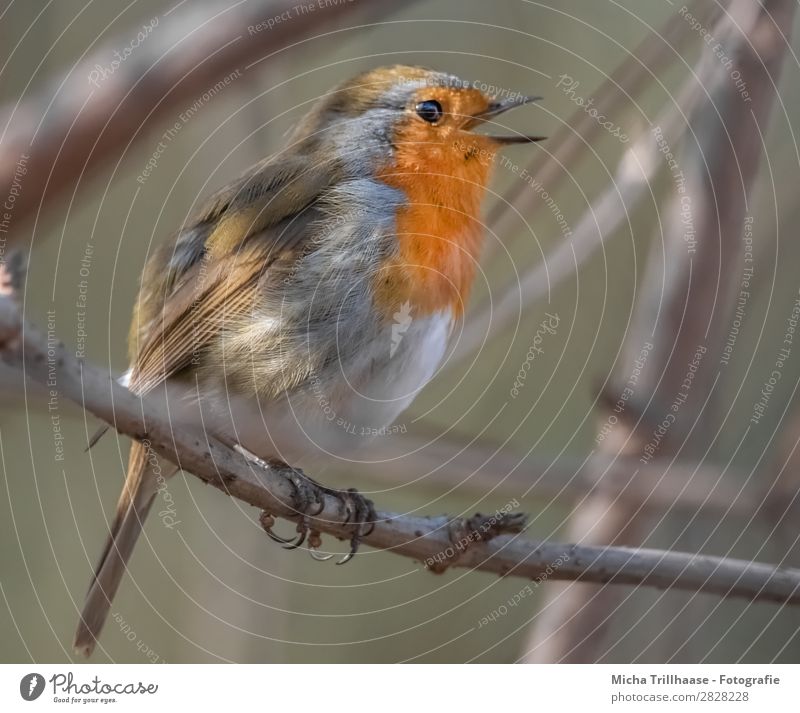 Singing robin Nature Animal Sunlight Beautiful weather Tree Twigs and branches Wild animal Bird Animal face Wing Claw Robin redbreast Beak Feather Eyes 1