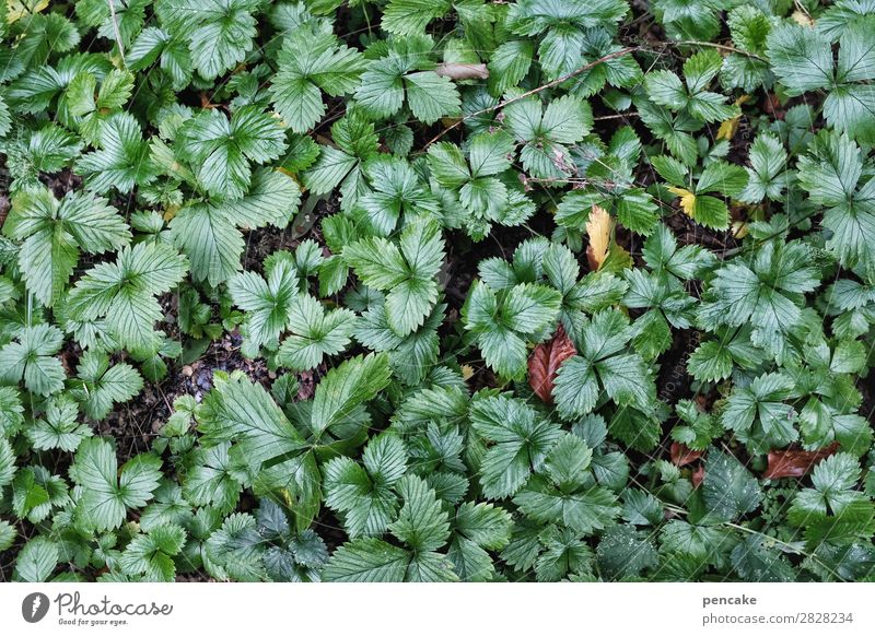 I'll be back in the woods soon. Nature Plant Elements Earth Spring Leaf Forest Healthy Green Wild strawberry Colour photo Exterior shot Close-up