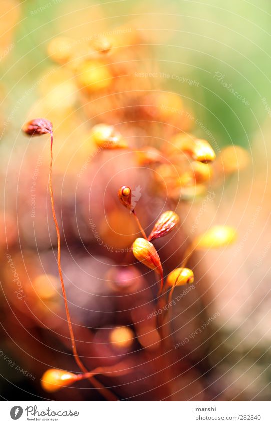 microcosm Nature Plant Animal Flower Grass Moss Yellow Green Orange Red Abstract Blur Colour photo Exterior shot Close-up Detail Macro (Extreme close-up)
