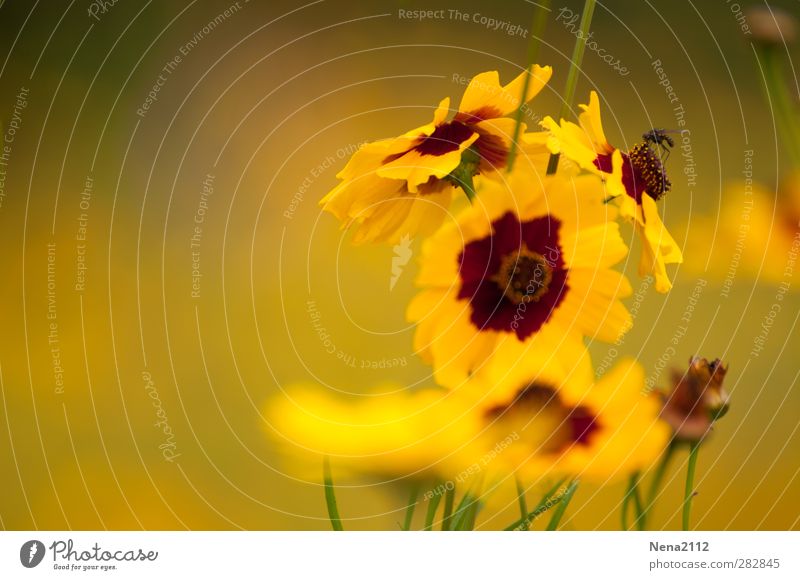 In a yellow world (2) Environment Nature Plant Animal Flower Blossom Park Meadow Fly 1 Free Small Yellow Diminutive Summer Summery Summer's day Summerflower