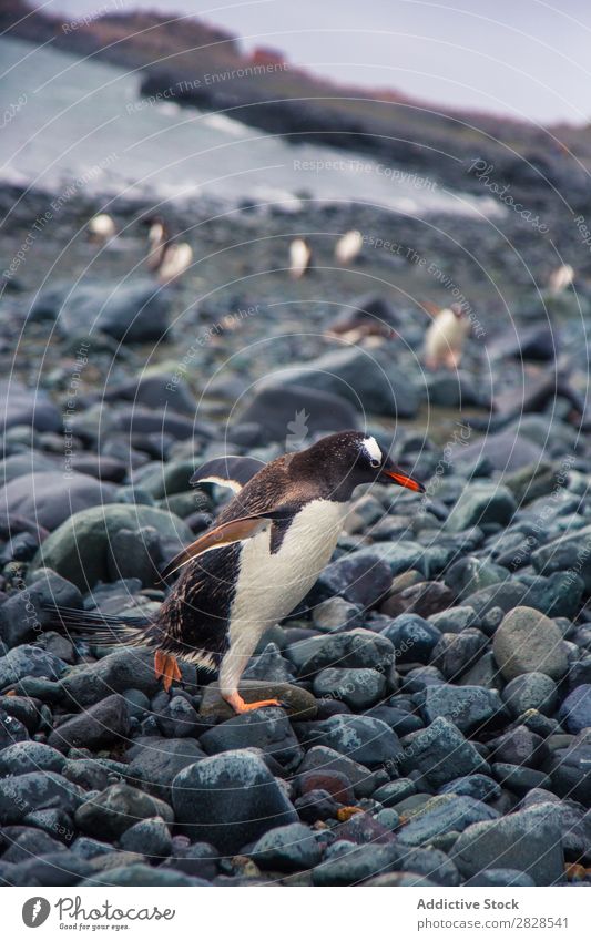 Arctic penguins Nature Antarctica Ice Cold Ocean South Iceberg Snow warming wildlife polar Climate Bird Penguin Colony Exterior shot White Bay Landscape