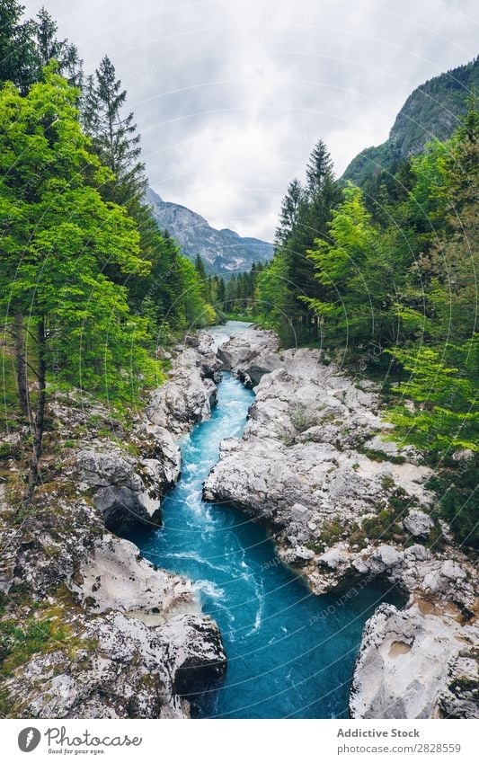 forest river in mountains  Forest scenery, Rocky river, River