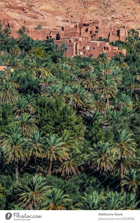 Tropic forest and sandy town Palm of the hand Forest Tropical Town Sand Wall (building) Nature Green Leaf Virgin forest Natural Summer Tree Landscape Plant