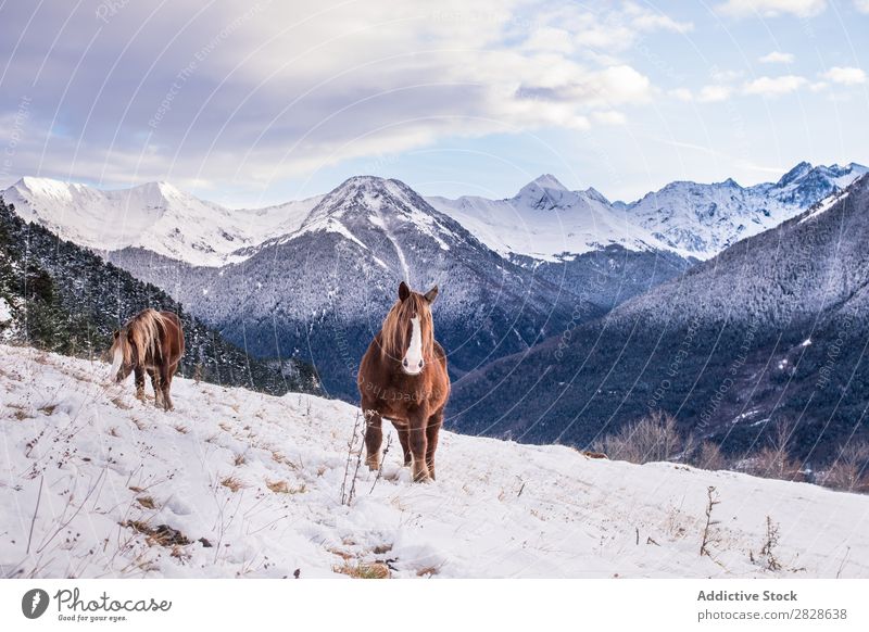 Horses on winter mountains Pasture Mountain Winter Landscape Animal Nature Wild Beautiful Beauty Photography Brown Chestnut Seasons Mammal Rural Snow Cold