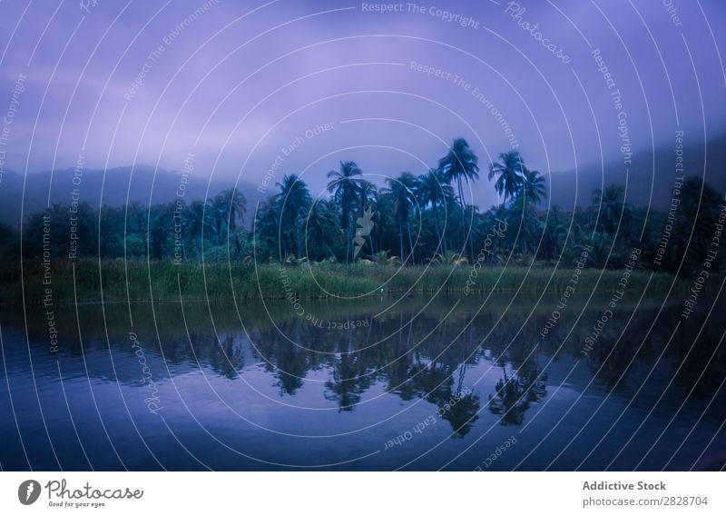 Tropical shore of lake in mist Coast Fog Palm of the hand Landscape Idyll Virgin forest Nature Haze Summer Green wildlife Beautiful Panorama (Format) Reflection