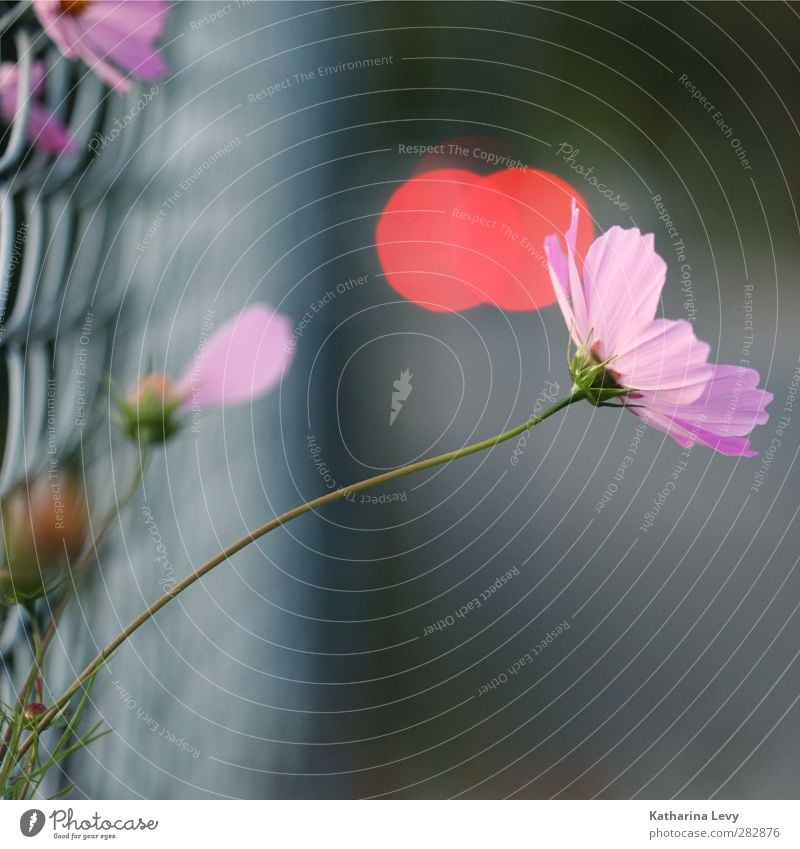 escapee Plant Summer Flower Garden Fence Wire netting fence Fresh Beautiful Small Natural Rebellious Gray Pink Red Colour photo Exterior shot Deserted