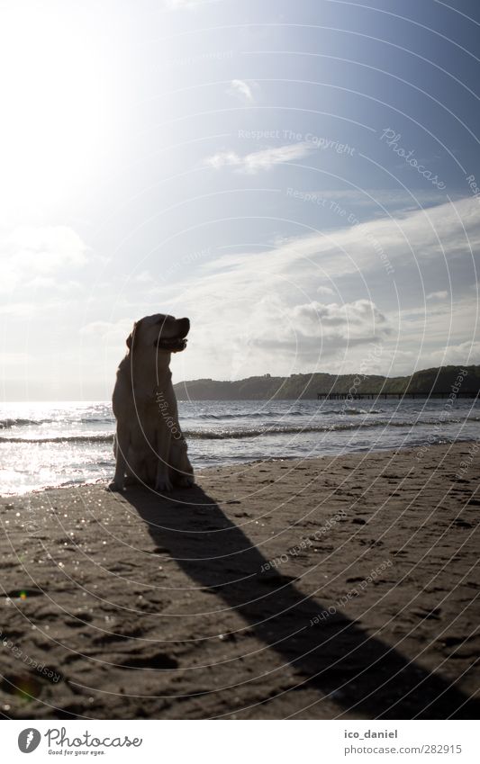 Long shadow Nature Landscape Sun Sunrise Sunset Waves Coast Beach Animal Pet Dog 1 Sit Cool (slang) Contentment Labrador Colour photo Subdued colour