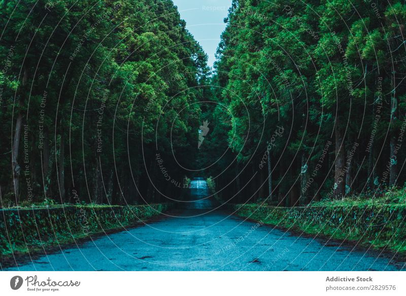 Asphalt road in green forest Street Forest Green Nature Environment Clouds Perspective Natural Seasons Plant Leaf Light Fresh Bright Day Wood Growth Trunk