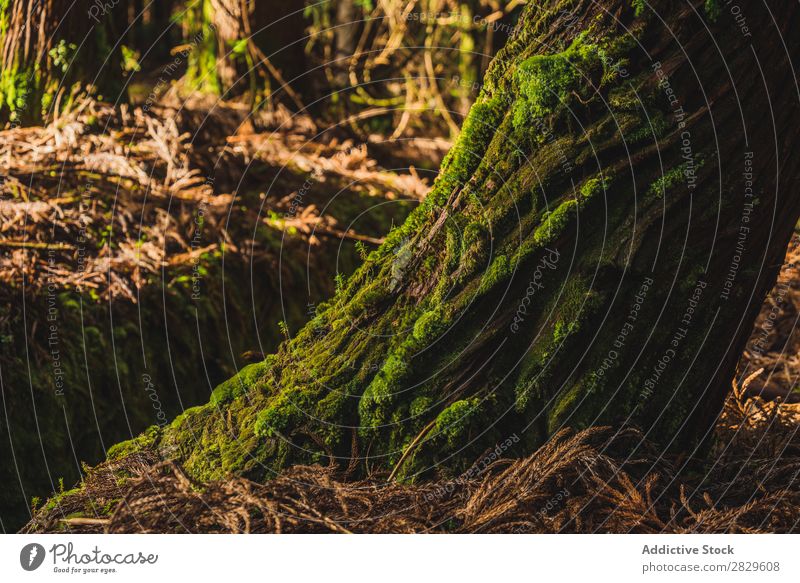 Big trunk with moss Trunk Moss Forest Green Nature Environment Natural Seasons Plant Leaf Light Fresh Bright Day Sunlight Wood Growth Landscape Beautiful Wild