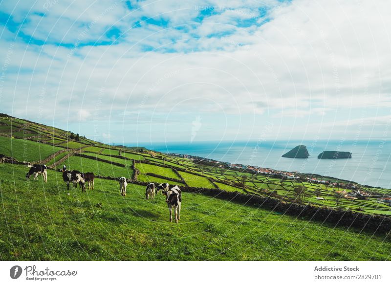 Pasturing cattle on green meadows on shore Pasture Grassland Ocean Panorama (Format) Coast Livestock Bright Green Field Farm Landscape Idyll Rural Morning