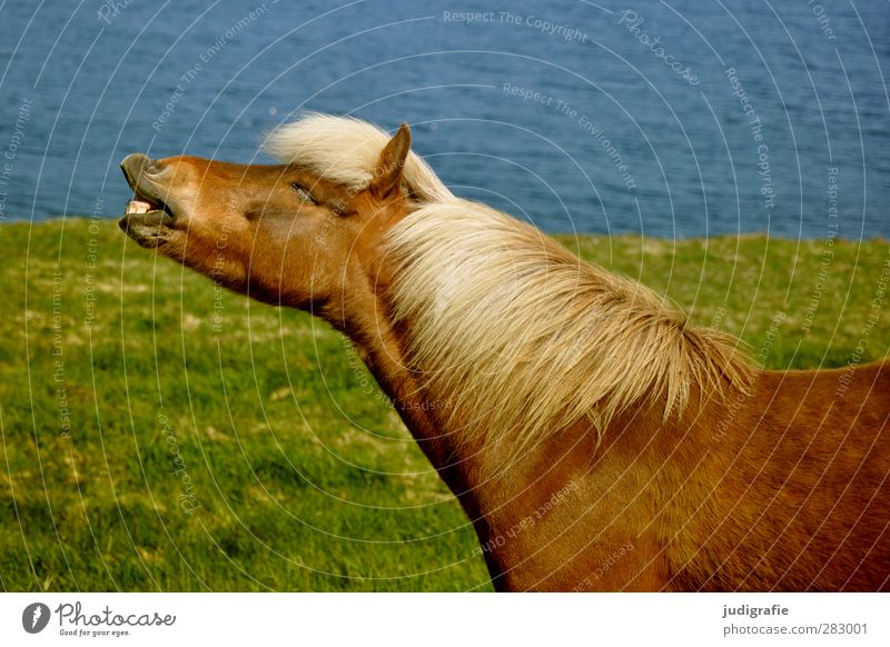 Iceland Environment Nature Water Grass Animal Farm animal Horse Iceland Pony 1 Funny Natural Wild Freedom Whinny Colour photo Exterior shot Animal portrait