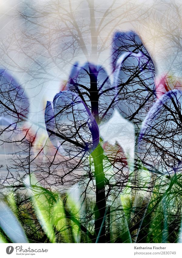 Tulips tree double exposure Art Nature Plant Spring Autumn Winter Tree Flower Leaf Blossom Bouquet Blossoming Illuminate Multicoloured Yellow Gold Green Violet