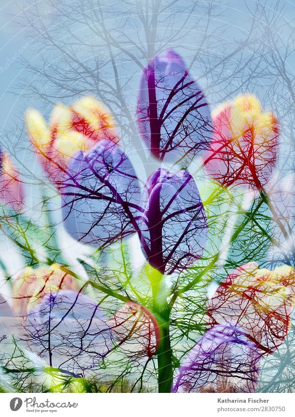Tulips bouquet tree double exposure Art Nature Plant Spring Autumn Winter Tree Flower Bouquet Blossoming Illuminate Blue Yellow Gold Green Violet Orange Pink