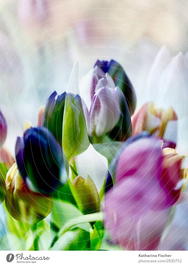 Tulips Purple pink yellow Art Nature Plant Spring Summer Autumn Winter Flower Leaf Blossom Bouquet Blossoming Illuminate Yellow Gold Green Violet Orange Pink