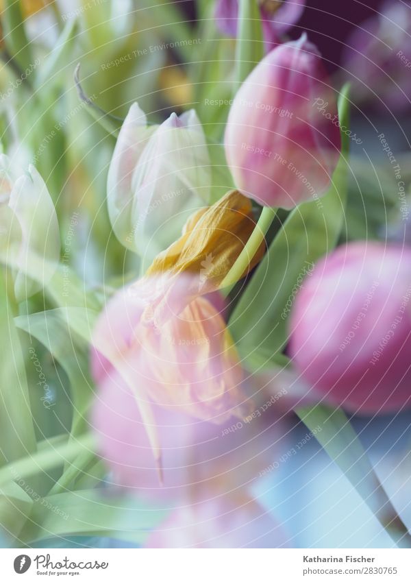 Tulips in pink and white Art Nature Plant Spring Summer Autumn Winter Flower Leaf Blossom Bouquet Blossoming Illuminate Yellow Green Violet Orange Pink