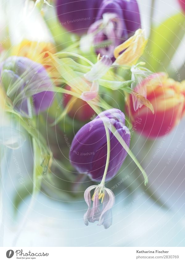 Tulips fresh and faded double exposure Nature Plant Flower Leaf Blossom Bouquet Blossoming Illuminate Faded Yellow Gold Green Violet Orange Pink Red Turquoise