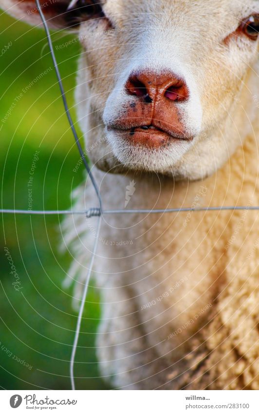 Sheep behind wire fence Grating Observe Looking Curiosity Cute Snout Damp Dank Pelt Fence Wire fence Captured Animal Farm animal Animal face