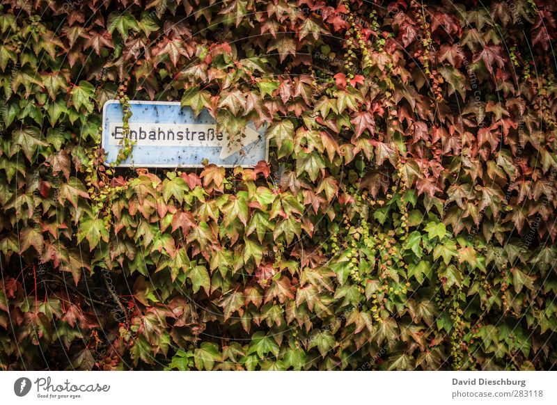 Autumn vs. STVO Nature Plant Animal Beautiful weather Ivy Leaf Transport Road traffic Road sign Blue Brown Multicoloured Yellow Green Orange Red Black White