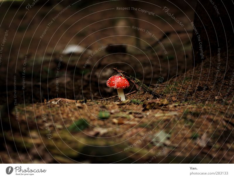 A little man stands in the forest... Nature Plant Earth Autumn Mushroom Amanita mushroom Leaf Fir needle Twig Forest Brown Red Poison Colour photo
