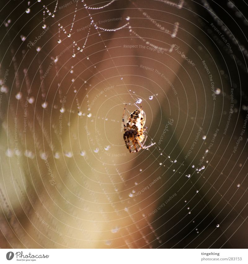 hang out Nature Water Drops of water Animal Spider 1 Work and employment Touch Glittering Crawl Sleep Small Warmth Brown Gold Spider's web Sunlight Middle