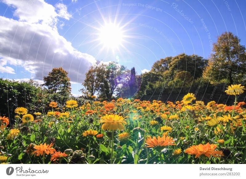 A beautiful day Nature Plant Animal Sky Clouds Spring Summer Beautiful weather Tree Flower Leaf Blossom Garden Park Meadow Blue Multicoloured Yellow Green