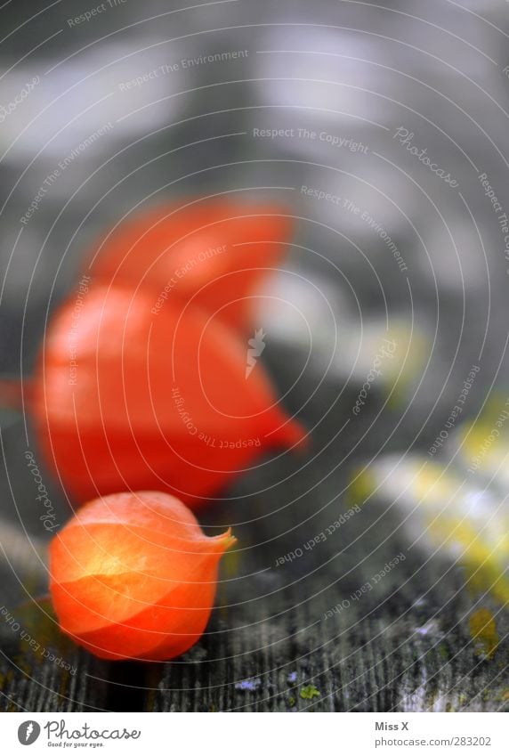 lantern flower Autumn Plant Flower Blossom Red Chinese lantern flower Physalis Wood Colour photo Multicoloured Close-up Deserted Copy Space top