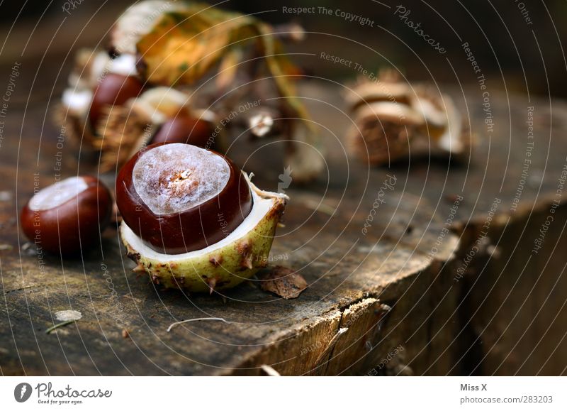 autumn Nature Autumn Forest Brown Chestnut tree Chestnut leaf Wood Tree trunk Annual ring Tree fruit Sheath Open Colour photo Exterior shot Close-up Deserted