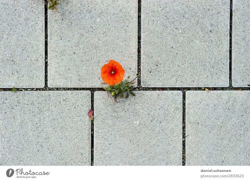 Poppy, graphical Environment Nature Plant Flower Blossom Stone Gray Red Resolve Town Growth Loneliness Poppy blossom Subdued colour Detail Deserted