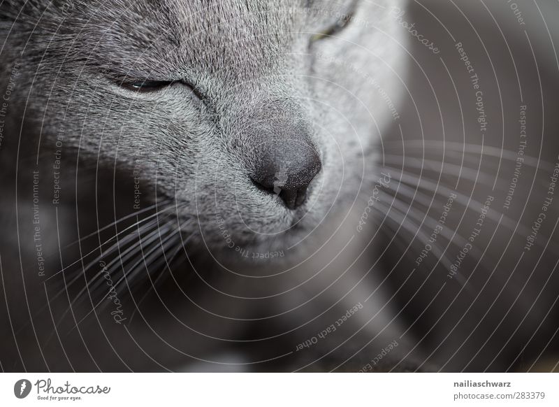 Portrait Of A Cat Animal A Royalty Free Stock Photo From Photocase