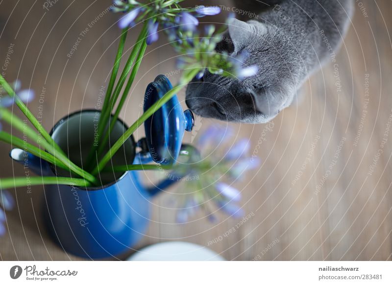 Still life with cat Plant Flower Animal Pet Cat 1 Coffee pot Esthetic Blue Brown Gray Green Silver Odor russian blue Still Life Vase Old Metal Colour photo