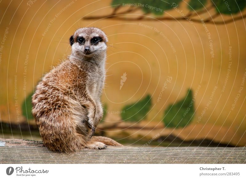 Untitled #5 Environment Nature Earth Animal Wild animal Zoo Meerkat 1 Observe Looking Bravery Safety Protection Colour photo Exterior shot Deserted Day
