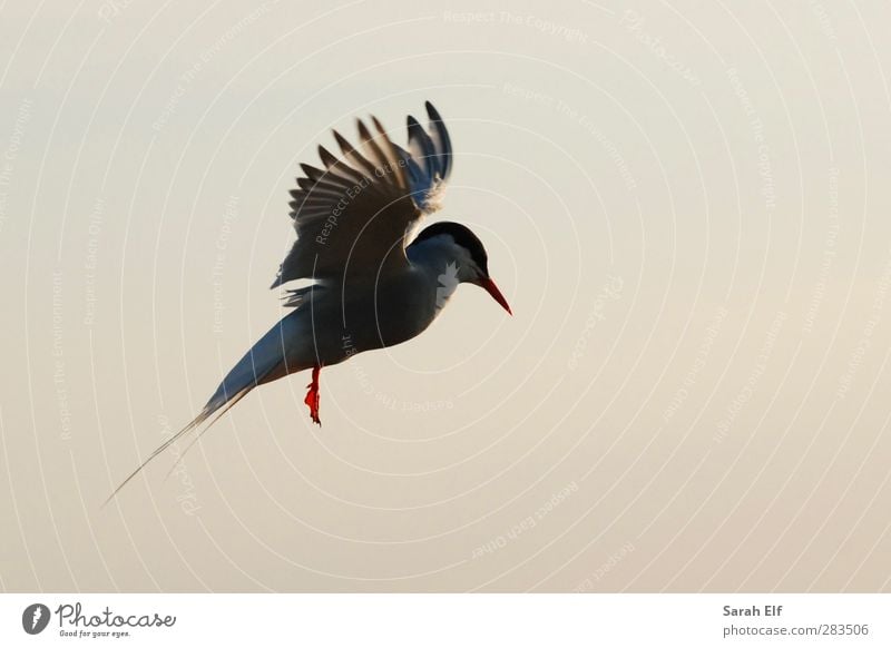 Arctic tern Air Sky Cloudless sky Summer Beautiful weather Wild animal Bird Wing 1 Animal Rutting season Movement Flying Communicate Esthetic Athletic Authentic