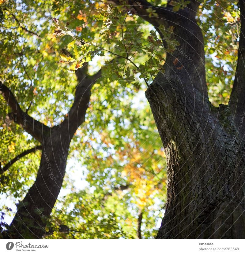 autumn tree Environment Nature Landscape Plant Autumn Tree Leaf Garden Park Forest Natural Brown Green Tree bark Tree trunk Branch Crutch Oak tree y
