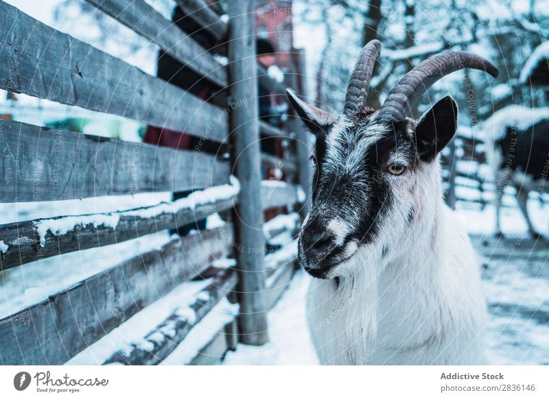Goat with big horns Goats Winter Farm Nature Animal Mammal Youth (Young adults) White Cute Rural Horn Portrait photograph Domestic Livestock Fur coat