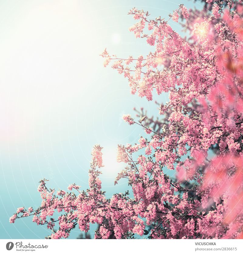 Nền thiên nhiên mở ra mùa xuân với hoa hồng màu hồng đầy tươi tắn và rực rỡ. Bức ảnh này là bản quyền miễn phí, cho phép bạn tải về và sử dụng để thể hiện sự yêu thiên nhiên và tình cảm đầy sáng tạo.