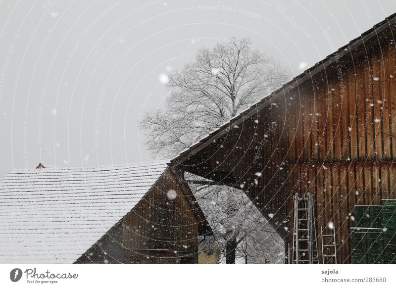 onset of winter Environment Nature Plant Sky Winter Snow Snowfall Tree Barn Farm Cold Gloomy Brown Gray White Colour photo Exterior shot Deserted
