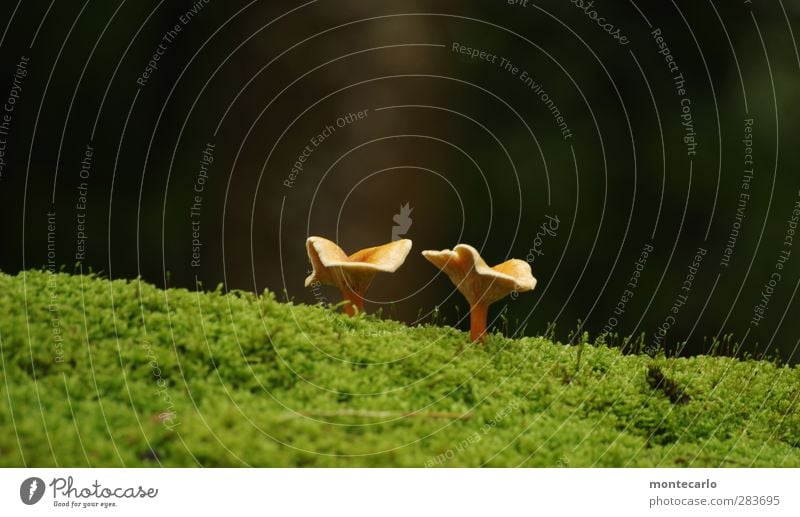 the other day hunting.... Food Mushroom Mushroom picker Environment Nature Plant Autumn Bad weather Grass Moss Wild plant Forest Esthetic Fragrance Thin