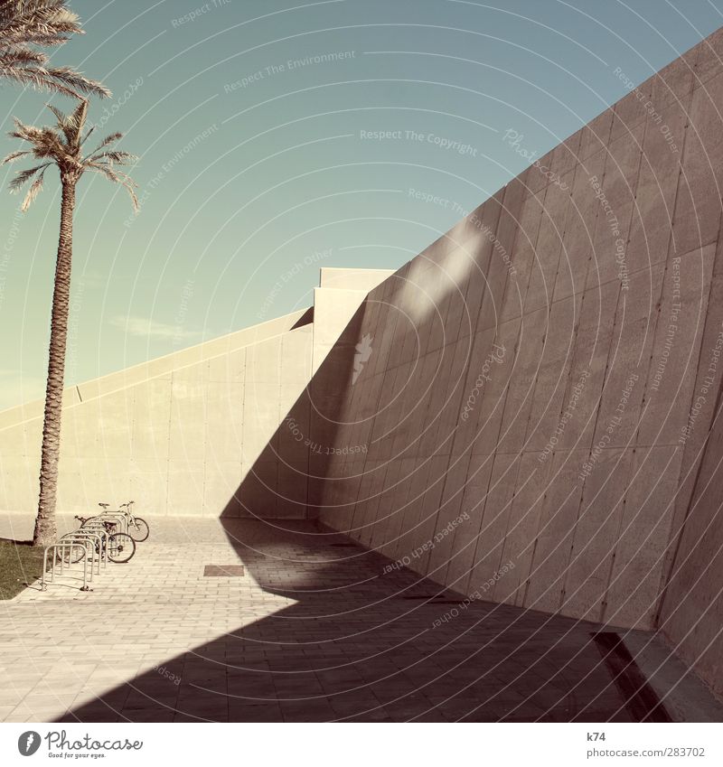 bikes & palmtrees Sky Cloudless sky Tree Palm tree Wall (barrier) Wall (building) Bicycle Stone Exotic Large Hot Modern Town Warmth Blue Yellow Cool (slang)