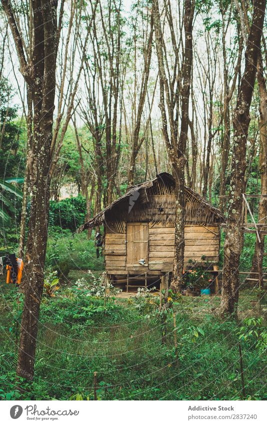 Small wooden house with straw roof House (Residential Structure) Wood tropic Green Tropical Summer Straw Phi Phi island koh Nature Architecture Home Building